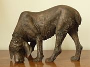 Hannah Shergold, Italian Spinone