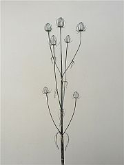 Derk Cadle, Winter Teasels
