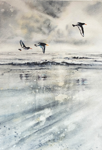 Fly By - Oystercatchers