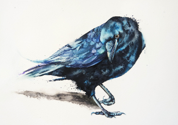 I Have Always Been Fascinated by Crows