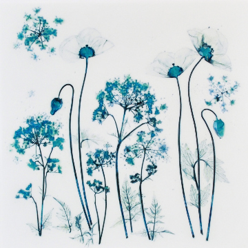 Poppies and Cow Parsley