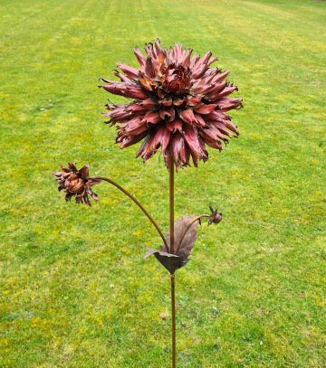 Dahlia Semi Cactus Fimbriated