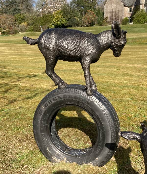 Pygmy Goat on Tyre