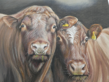 Shorthorn Couple 