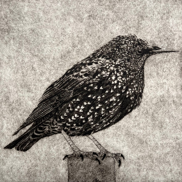 Little Starling 