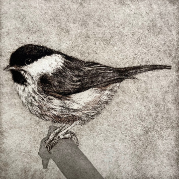 Willow Tit