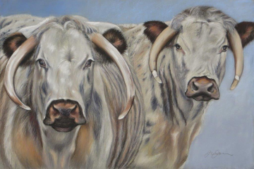 Lincolnshire Longhorns