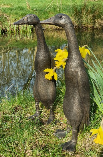 Gerald - Indian Runner Duck 