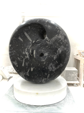 Erodus Fossil