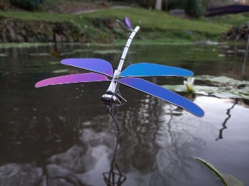 Iridescent Dragonfly