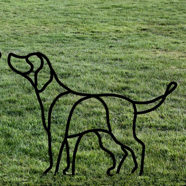 Labrador