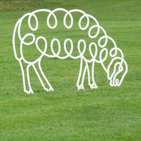 Grazing Sheep