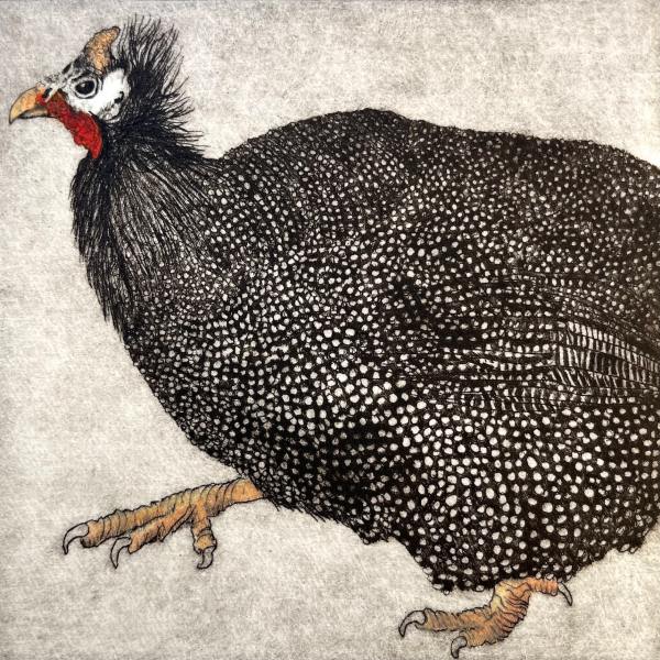 Little Guinea Fowl