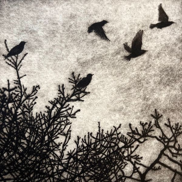 Our Starlings 