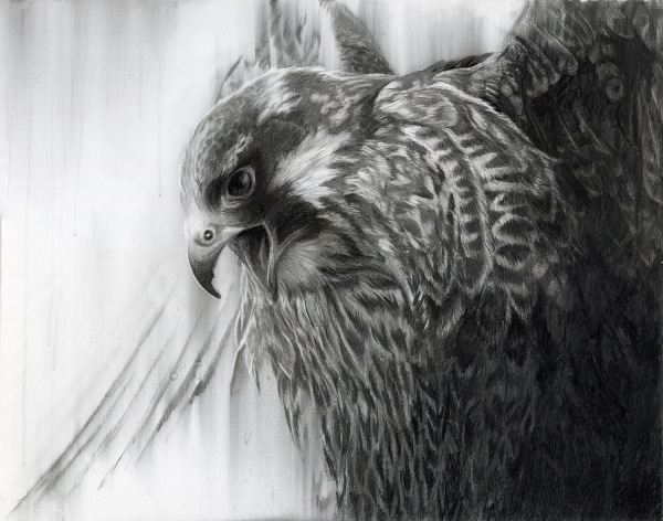 Falcon