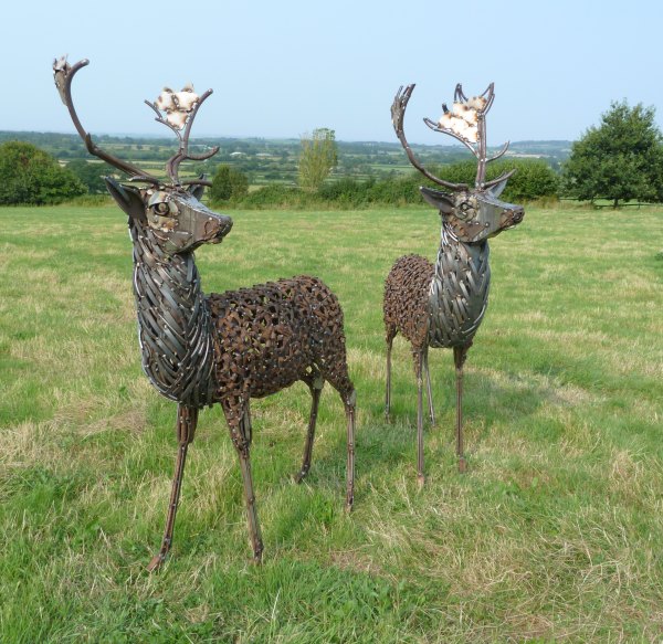 Fallow Deer Buck