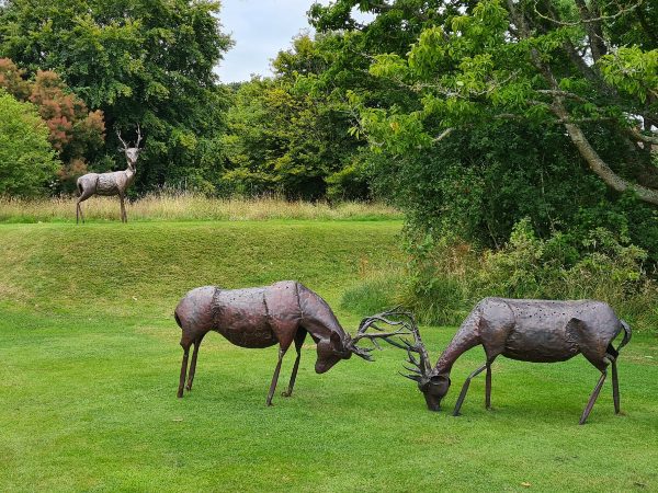 Rutting Stags 