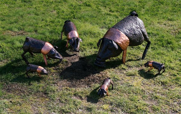 Large Saddleback Pig