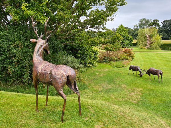 Stag