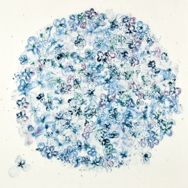 Allium