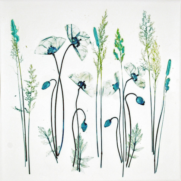 Poppies and Grasses