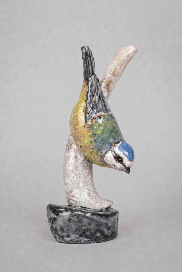 Blue Tit