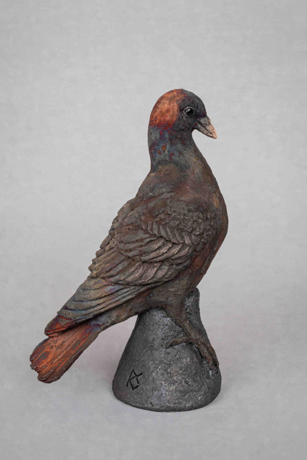 Pigeon