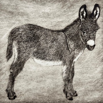 Little Donkey