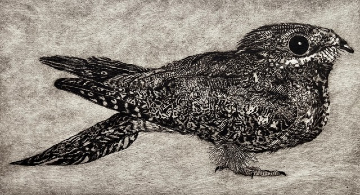 The Elusive Nightjar