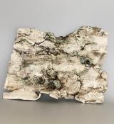 Silver Birch Barck