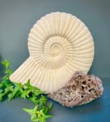 Ammonite