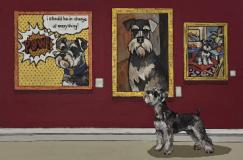 A Schnauzer at an Art Exhibiton