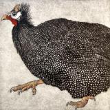 Little Guinea Fowl