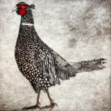 Little Pheasant