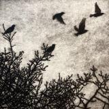 Our Starlings 