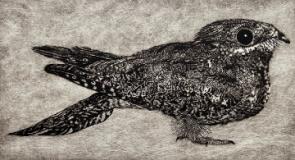 The Elusive Nightjar
