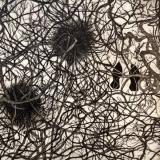 The Rookery