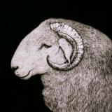 Welsh Ram 