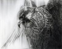 Falcon