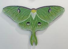 Luna Moth 
