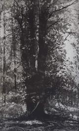 Clifford Woods I