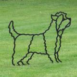 Terrier