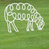 Grazing Sheep