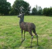 Fallow Deer Buck
