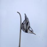 Nuthatch on Stave