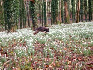 Delamore Mount Snowdrops