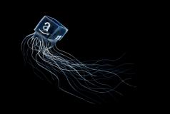 Box Jelly Fish