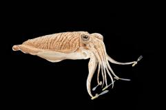 Cutlery Fish
