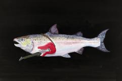 Rock Salmon