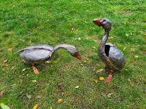 Goose